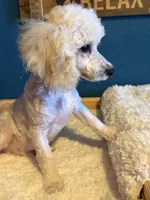 Limited AKC Miniature Poodle Male - Ricky, a male Poodle - Miniature  for sale in Phoenix, AZ – 7 of 10