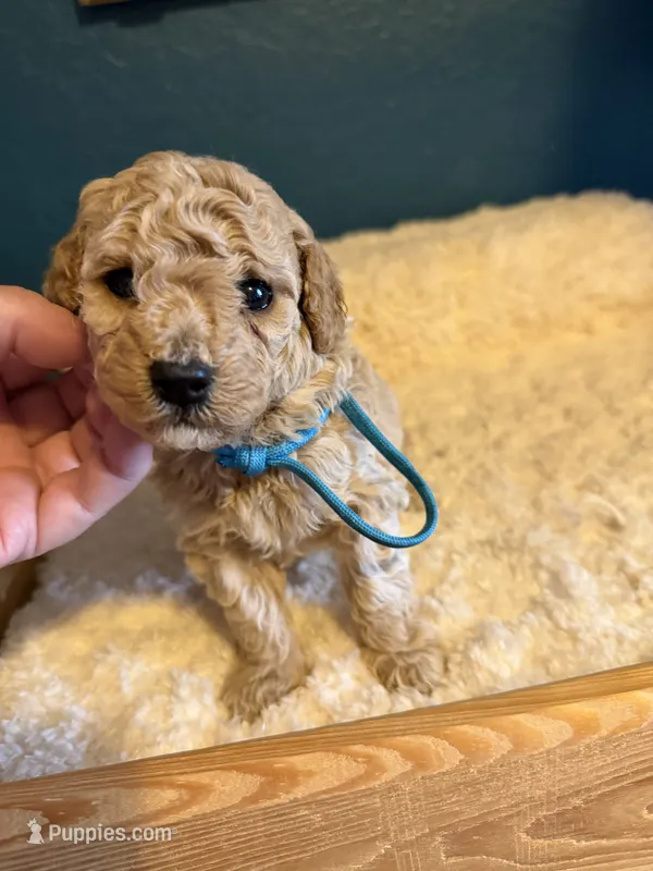 AKC Miniature Poodle Male - Bamboo – Poodle - Miniature  puppy for sale in Phoenix, AZ