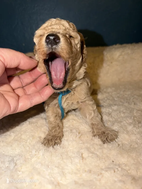 AKC Miniature Poodle Male - Bamboo – Poodle - Miniature  puppy for sale in Phoenix, AZ