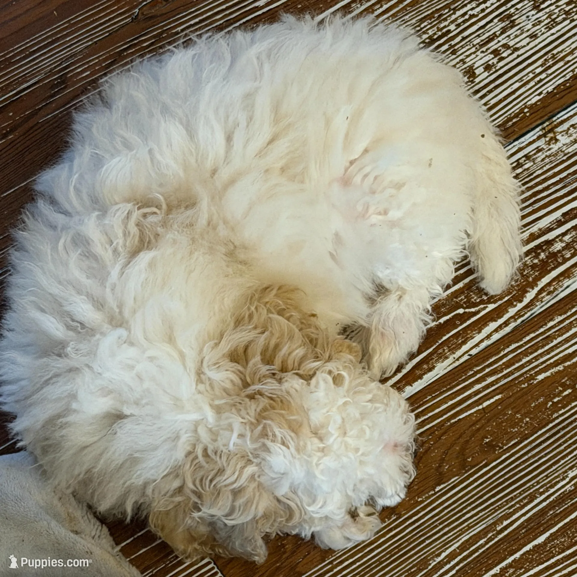 AKC Mini Poodle - Chunk – Poodle - Miniature  puppy for sale in Phoenix, AZ