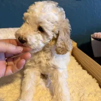 AKC Miniature Poodle - Chunk, a male Poodle - Miniature  for sale in Phoenix, AZ – Photo 4 of 10