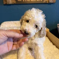 AKC Miniature Poodle - Chunk, a male Poodle - Miniature  for sale in Phoenix, AZ – Photo 3 of 10