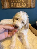 AKC Mini Poodle Abstract M, a male Poodle - Miniature  for sale in Phoenix, AZ – Photo 1 of 9
