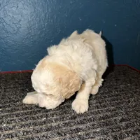 AKC Miniature Poodle - Chunk, a male Poodle - Miniature  for sale in Phoenix, AZ – Photo 8 of 10