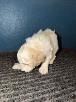 AKC Mini Poodle Abstract M, a male Poodle - Miniature  for sale in Phoenix, AZ – Photo 6 of 9