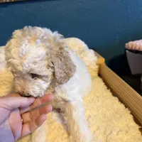 AKC Miniature Poodle - Chunk, a male Poodle - Miniature  for sale in Phoenix, AZ – Photo 6 of 10