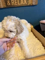 AKC Mini Poodle Abstract M, a male Poodle - Miniature  for sale in Phoenix, AZ – Photo 4 of 9