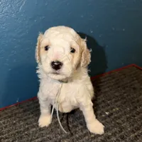 AKC Miniature Poodle - Chunk, a male Poodle - Miniature  for sale in Phoenix, AZ – Photo 7 of 10