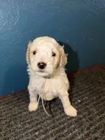 AKC Mini Poodle Abstract M, a male Poodle - Miniature  for sale in Phoenix, AZ – Photo 5 of 9