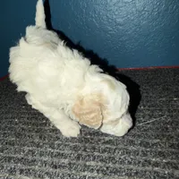 AKC Miniature Poodle - Chunk, a male Poodle - Miniature  for sale in Phoenix, AZ – Photo 10 of 10