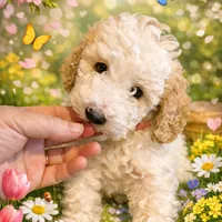 AKC Miniature Poodle - Chunk, a male Poodle - Miniature  for sale in Phoenix, AZ – Photo 2 of 10