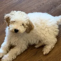 AKC Miniature Poodle - Chunk, a male Poodle - Miniature  for sale in Phoenix, AZ – Photo 1 of 6