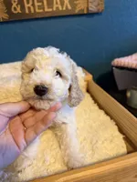 AKC Mini Poodle Abstract M, a male Poodle - Miniature  for sale in Phoenix, AZ – Photo 3 of 9