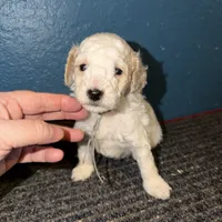 AKC Miniature Poodle - Chunk, a male Poodle - Miniature  for sale in Phoenix, AZ – Photo 9 of 10