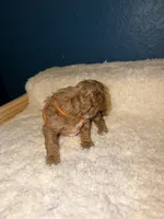 AKC Miniature Poodle Female - Sylvia (Showgirl), a female Poodle - Miniature  for sale in Phoenix, AZ – 3 of 6