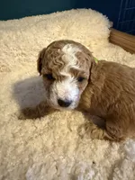 AKC Miniature Poodle Male - Houdini, a male Poodle - Miniature  for sale in Phoenix, AZ – 3 of 9