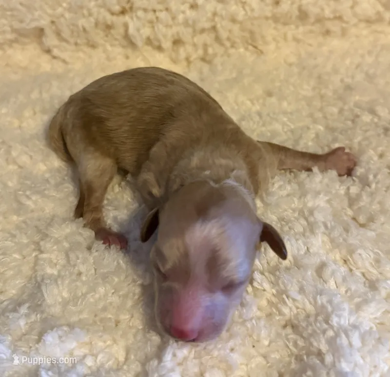 AKC Miniature Poodle Male - Fred – Poodle - Miniature  puppy for sale in Phoenix, AZ