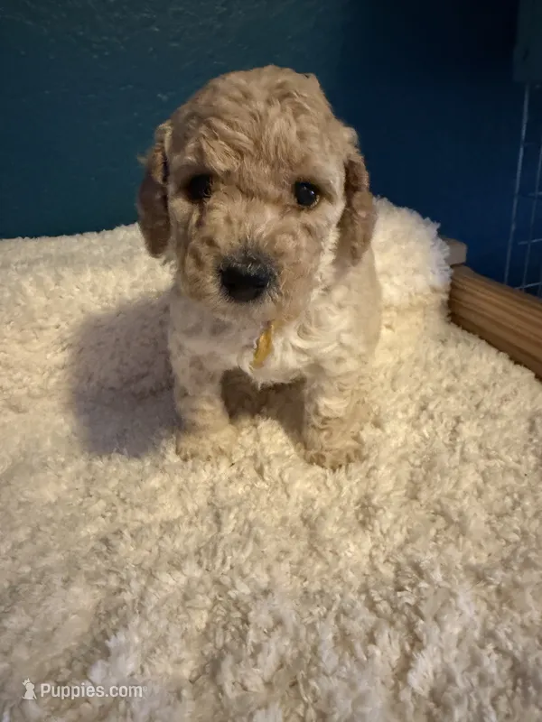 AKC Miniature Poodle Female -  Katie – Poodle - Miniature  puppy for sale in Phoenix, AZ