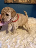 AKC Miniature Poodle Clear Female - Kristina, a female Poodle - Miniature  for sale in Phoenix, AZ – 5 of 8