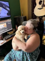 Limited AKC Miniature Poodle Male - Ricky, a male Poodle - Miniature  for sale in Phoenix, AZ – 9 of 10