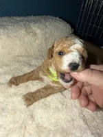AKC Miniature Poodle Male - Houdini, a male Poodle - Miniature  for sale in Phoenix, AZ – 4 of 9