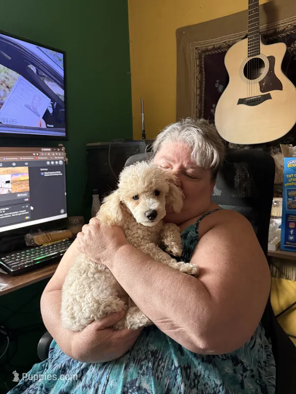 Limited AKC Miniature Poodle Male - Ricky – Poodle - Miniature  puppy for sale in Phoenix, AZ