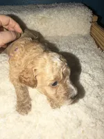 AKC Miniature Poodle Clear Male - Oak, a male Poodle - Miniature  for sale in Phoenix, AZ – 3 of 5