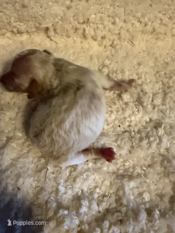 AKC Miniature Poodle Female -  Katie – Poodle - Miniature  puppy for sale in Phoenix, AZ