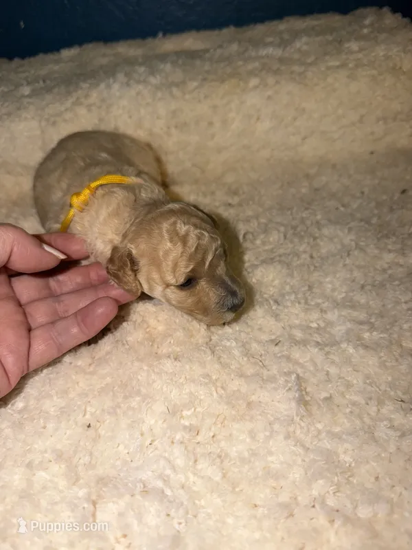 AKC Miniature Poodle Female -  Katie – Poodle - Miniature  puppy for sale in Phoenix, AZ