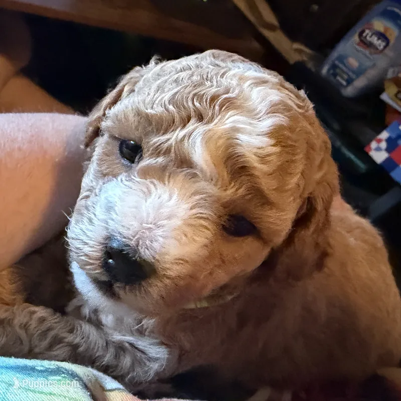 AKC Miniature Poodle Male - Houdini – Poodle - Miniature  puppy for sale in Phoenix, AZ