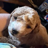 AKC Miniature Poodle Male - Houdini, a male Poodle - Miniature  for sale in Phoenix, AZ – 1 of 9