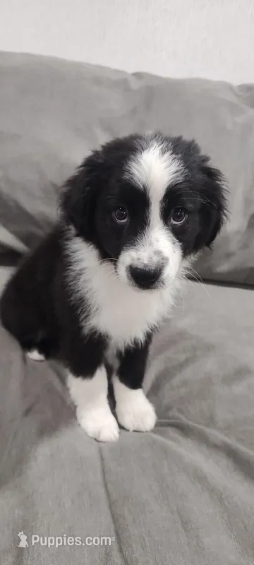 Preacher – Miniature Australian Shepherd puppy for sale in Anna, TX