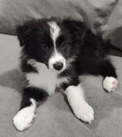 Bandit, a male Miniature Australian Shepherd for sale in Anna, TX – Photo 2 of 4