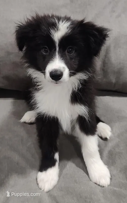 Bandit – Miniature Australian Shepherd puppy for sale in Anna, TX