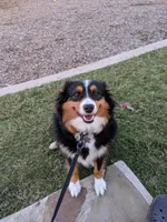 Bandit, a male Miniature Australian Shepherd for sale in Anna, TX – Photo 4 of 4