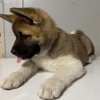 Purple collar, a female Akita for sale in Fellsmere, FL – Photo 4 of 6