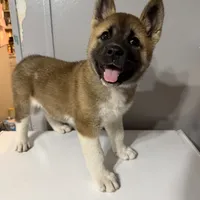 Purple collar, a female Akita for sale in Fellsmere, FL – Photo 2 of 6