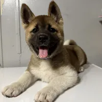 Purple collar, a female Akita for sale in Fellsmere, FL – Photo 1 of 6