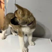 Purple collar, a female Akita for sale in Fellsmere, FL – Photo 6 of 6