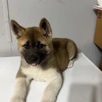 Purple collar, a female Akita for sale in Fellsmere, FL – Photo 3 of 6