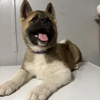 Purple collar, a female Akita for sale in Fellsmere, FL – Photo 5 of 6