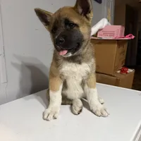 Light pink collar, a female Akita for sale in Fellsmere, FL – Photo 1 of 6