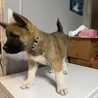 Light pink collar, a female Akita for sale in Fellsmere, FL – Photo 2 of 6