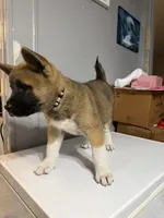 Light pink collar, a female Akita for sale in Fellsmere, FL – Photo 2 of 6