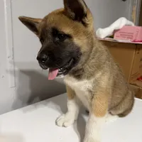 Light pink collar, a female Akita for sale in Fellsmere, FL – Photo 3 of 6