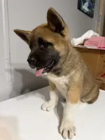 Light pink collar, a female Akita for sale in Fellsmere, FL – Photo 3 of 6