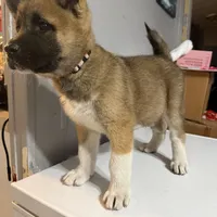 Light pink collar, a female Akita for sale in Fellsmere, FL – Photo 6 of 6