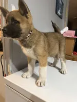 Light pink collar, a female Akita for sale in Fellsmere, FL – Photo 6 of 6