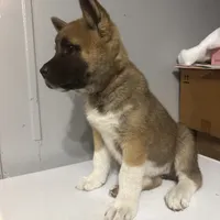 Light pink collar, a female Akita for sale in Fellsmere, FL – Photo 5 of 6