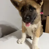 Light pink collar, a female Akita for sale in Fellsmere, FL – Photo 4 of 6